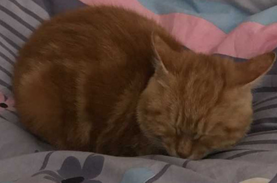 猫每天早晨蹭你的原因