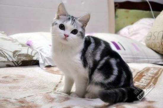 猫三天不喝水要紧吗