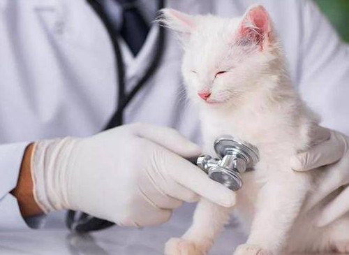 猫有寄生虫症状