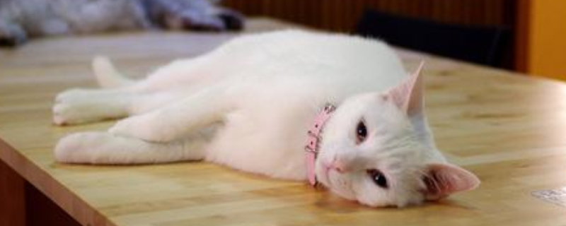 猫干呕一抽一抽的吐白沫
