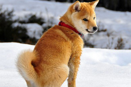 秋田犬怎么样