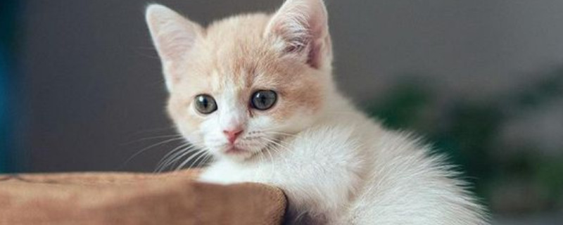 猫咪到了新环境一直叫怎么回事