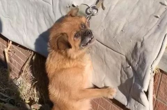 狗狗怎样训练大小便