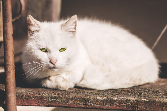猫咪的特征