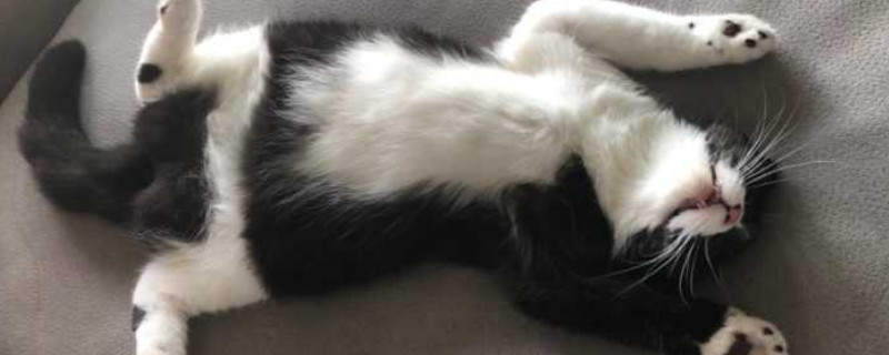 养奶牛猫的注意事项