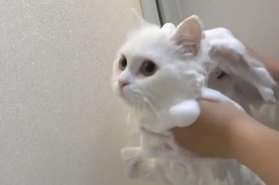 猫挠脖子是有跳蚤吗