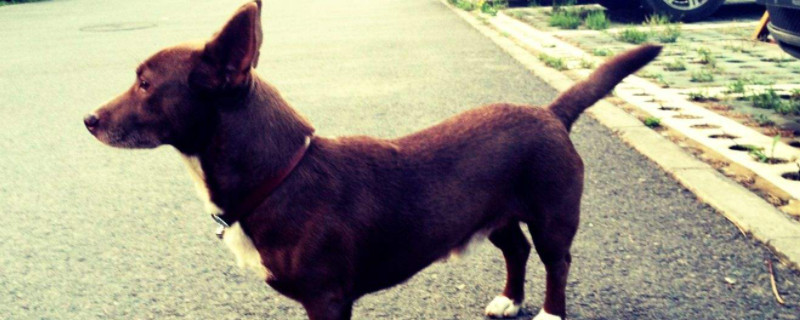 巴仙吉犬为什么禁养