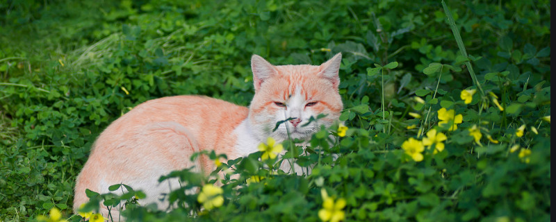 猫有点拉稀怎么回事
