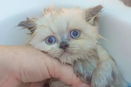 屋里猫尿骚味怎么去除