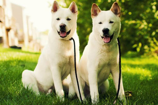 秋田犬怎么养