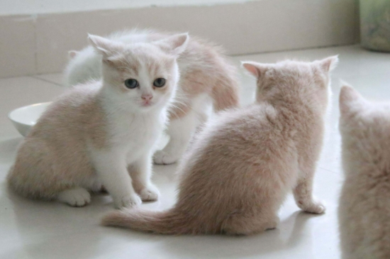 5个月的猫牙齿掉了怎么办