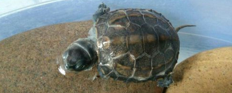 乌龟不吃饭是怎么回事