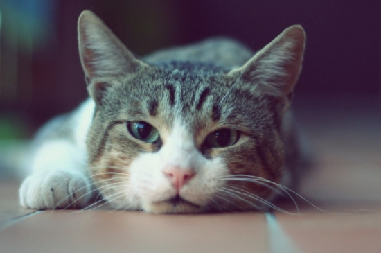猫咪晚上很兴奋到处跑怎么办