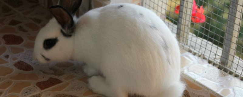 兔子假死和真死的区别