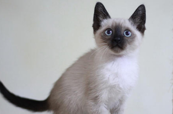 猫鼻子流血什么原因