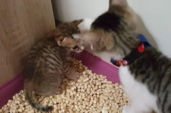 猫咕咕响什么意思
