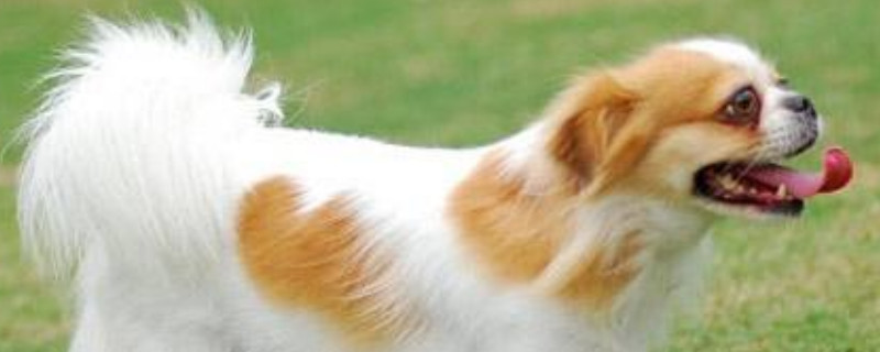 蝴蝶犬为什么喜欢咬主人
