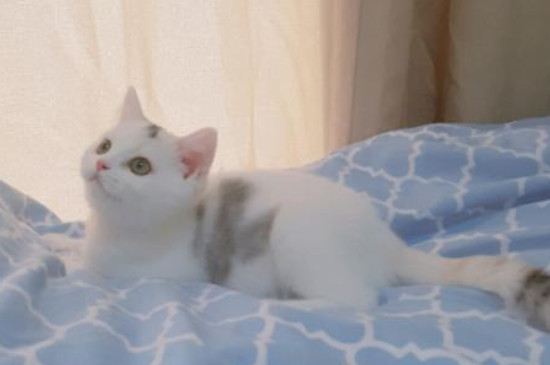小奶猫多大可以清理耳朵