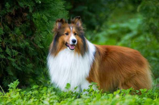 喜乐蒂牧羊犬怎么挑品相
