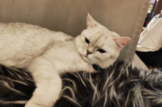 猫咪身体一抽一抽是怎么了