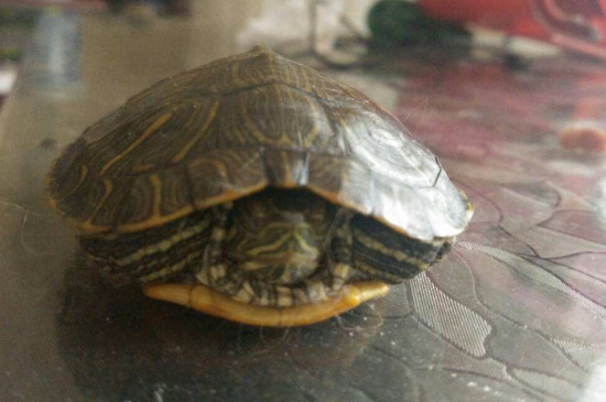 乌龟可以吃鱼食吗?