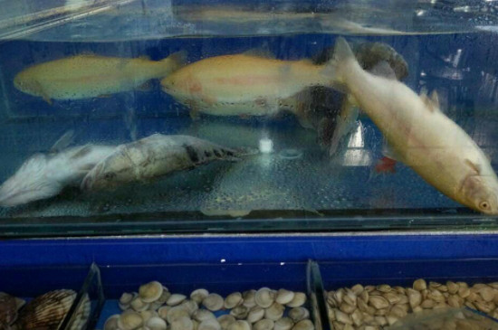鱼缺氧翻白了还能救过来吗