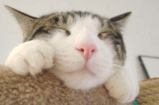 平时活泼的猫突然很蔫