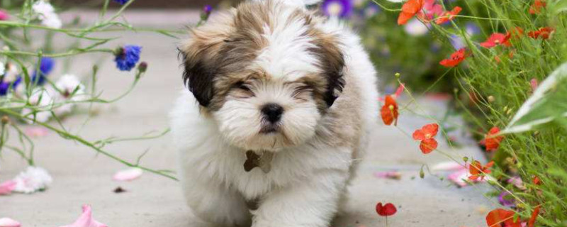拉萨犬怎么训