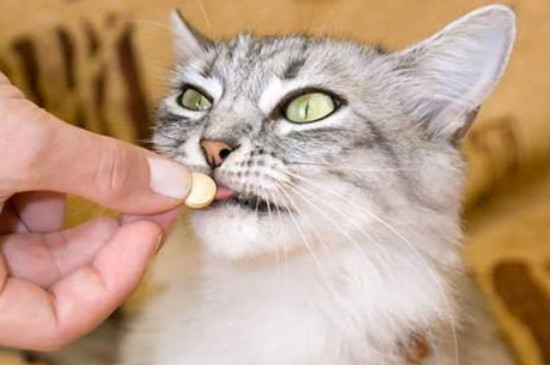 猫咪为什么会呕吐