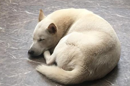 狗狗吃了番石榴怎么办