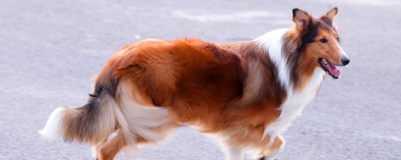 喜乐蒂牧羊犬怎么训练