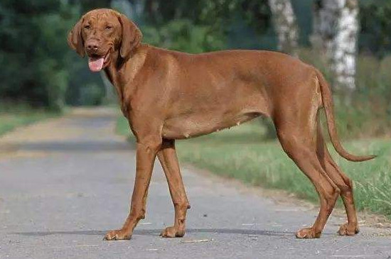 萨路基猎犬怎么训练