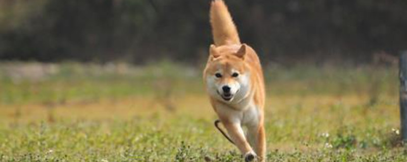 柴犬能吃螃蟹肉吗