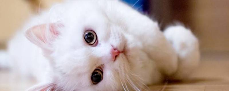 狮子猫幼猫和普通白猫区别