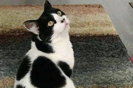 接触猫瘟的猫后人怎么消毒