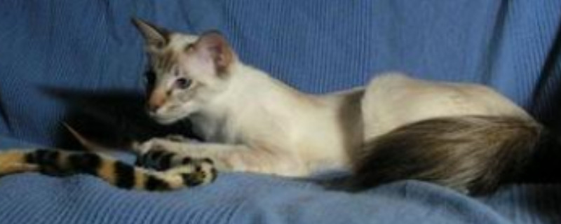 巴厘猫为什么不能养