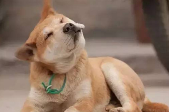 狗狗闻主人裤裆是什么原因