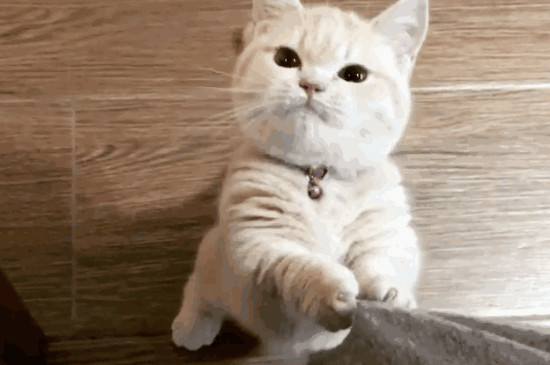 猫喜欢咬人手是为什么