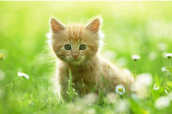 猫咪睡在主人脚边是什么意思