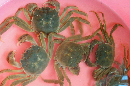 河蟹能一直养在水里吗
