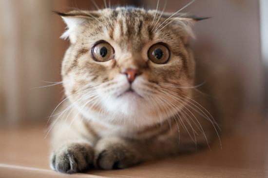 小猫为什么喜欢咬人手怎么办