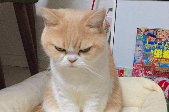 猫咪生气了怎么哄
