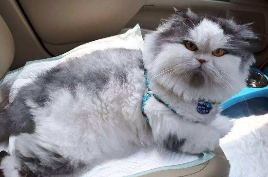 猫换了新环境多久能适应