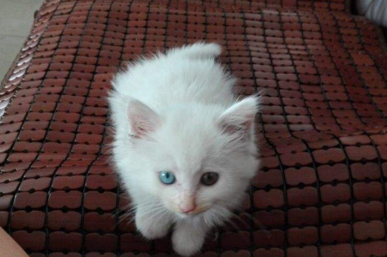 狮子猫幼猫和普通白猫区别