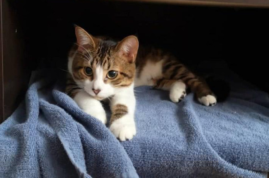 猫咪第一天接回家不用管它吗