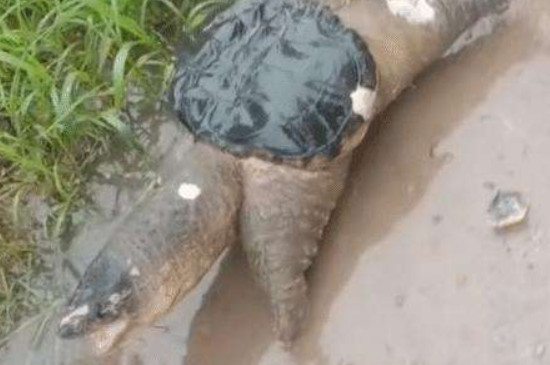 乌龟摔吐血了还能活吗