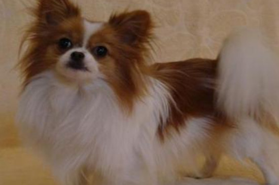 蝴蝶犬能吃火腿肠吗
