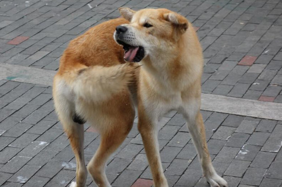 动物转圈是什么原因