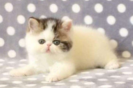 曼岛无尾猫是基因缺陷吗