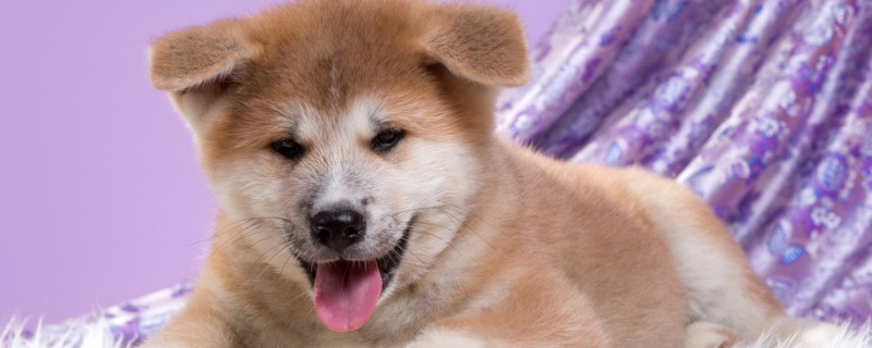 秋田犬怎么养